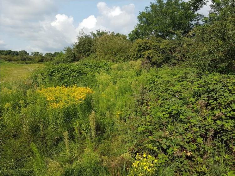 Doornstruwelen op Prise d'eau. Optimaal leefgebied voor de boomkikker en voor tal van andere dier- en plantensoorten (foto Ben Crombaghs).