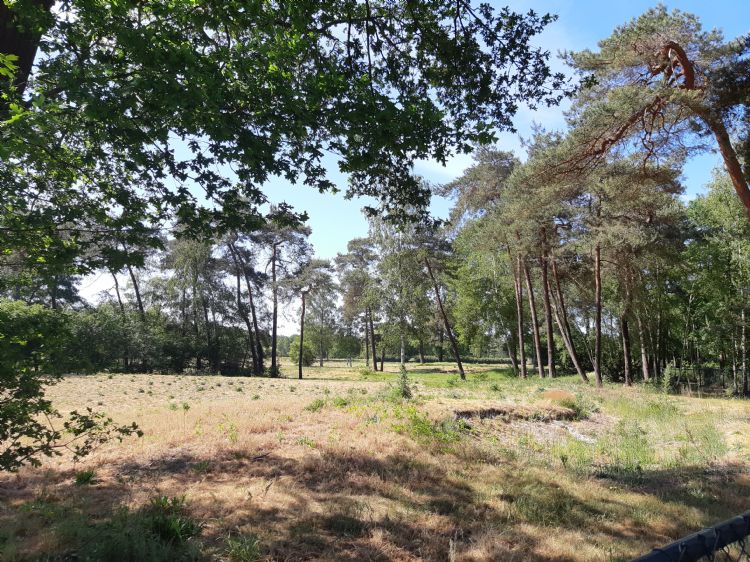 Ooit de oefengreen en bunker, nu vooral veel onkruid. Edda Huzid maakt mogelijk plaats voor nieuwbouw.