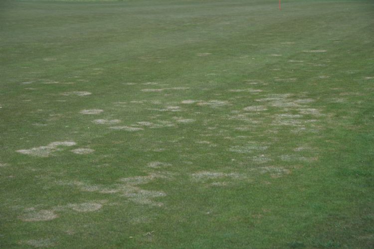 Het toegelaten middel Signature Xtra Stressgard kan gebruikt worden om fusarium te bestrijden