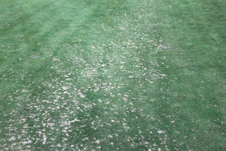 Dollarspot